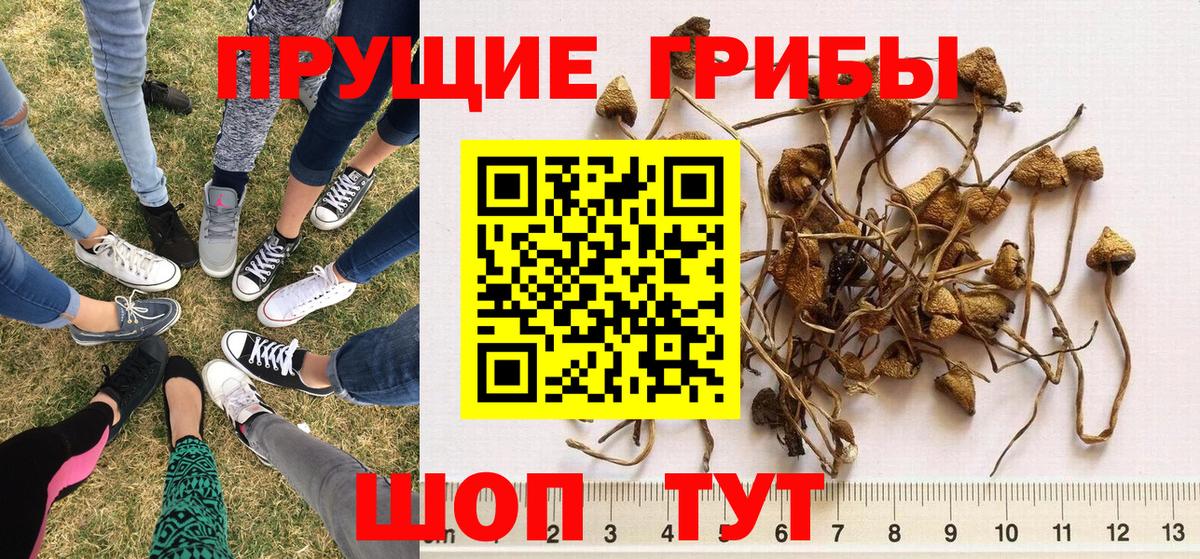 Галлюциногенные грибы Psilocybe Ачинск